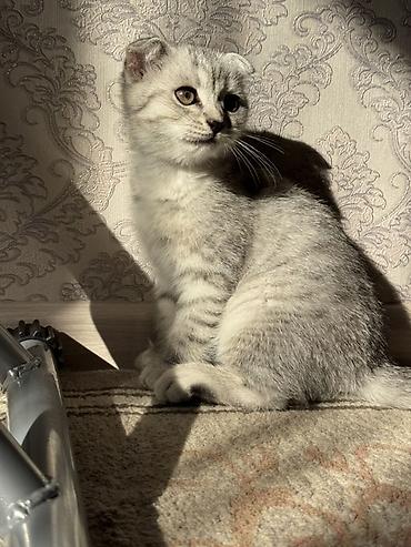 американская короткошёрстная кошка купить: Шотландский вислоухий котёнок (Scottish Fold) - Окрас: серебристый — 5