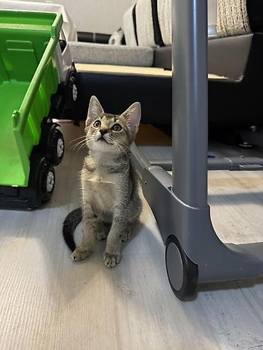 кошка золотая шиншила: Пристраиваем очаровательного котёнка Пол: девочка Возраст: 3 месяца — 1