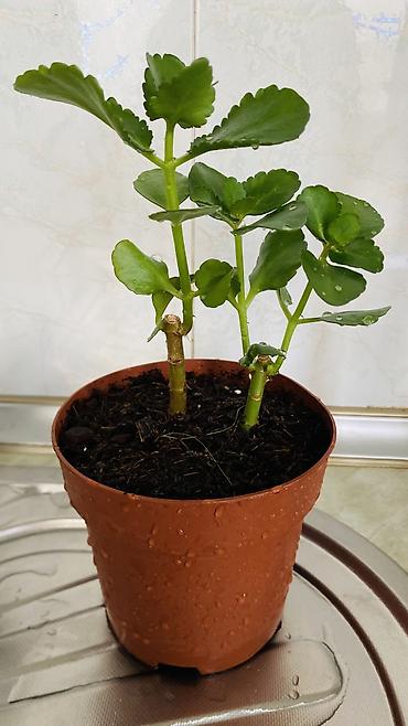 kala: Kalanxoe (Kalanchoe blossfeldiana) – saksı bitkisi - Rəngli, çoxlu — 8