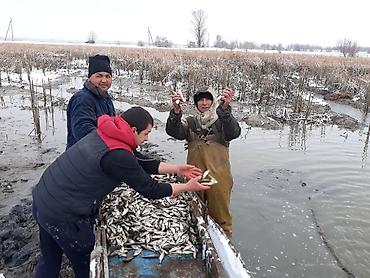 кукуруза на попкорн: Малек сигалетка толстолобика амур карпа есть доставка машинами — 5