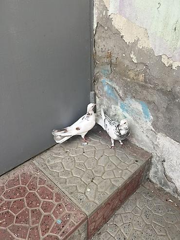 göyərcin: Cut 15 manat — 2