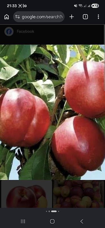 bitki toxumlarinin satisi: 3 agac var yasti saftali tuksuz ve tuklu 2 metrdi 3 illik agaclardi — 3