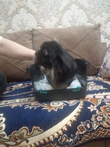 İtlər: Pekines, 2 il, Dişi, Peyvəndli, Ünvandan götürmə, Ödənişli çatdırılma — 5