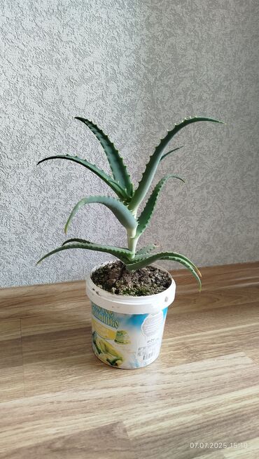 diffenbaxiya bitkisi: Əzvay bitkisi. (Aloe). Müalicəvidi