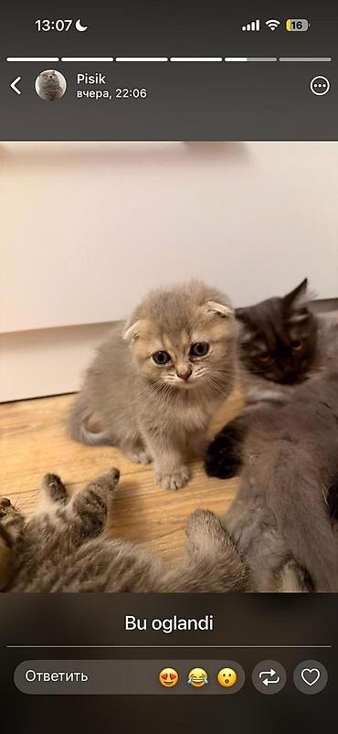 Кошки: Шотландская вислоухая, Самец — 3