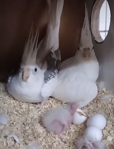 Tutuquşları: Disi albinoslar cute hazir isteyen buyursun lalafo.az -da Tutuquşları: Disi albinoslar cute hazir isteyen buyursun