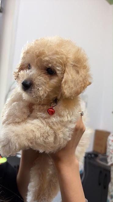 Heyvanlar üçün digər mallar: Maltipoo balası – krem rəngli, qıvırcıq tüklü, kiçik ölçülü ev iti — 1