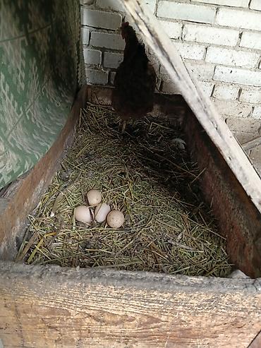 Птицы: Продаю — 14