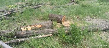 Дрова: Дрова Карагач, Самовывоз — 10