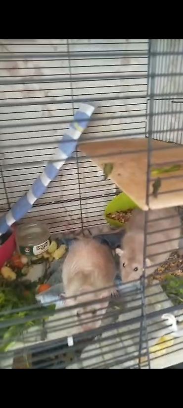 Крысы: Питомник крыс Rat Haus Love . Предлагает пару молодых крыс . Мальчик — 19