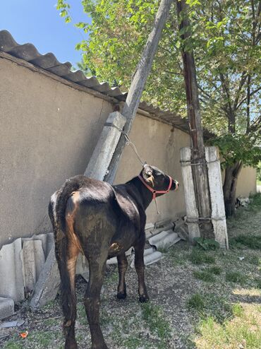 Коровы, быки: Продаю | Корова (самка), Музоо, торпок | Алатауская | На откорм, Для разведения | Искусственник
