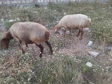 cins inek: Dişi, il: 3, Damazlıq, Ünvandan götürmə — 7