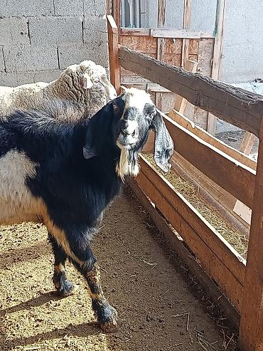 Козы, козлы: Продаю | Козёл (самец) | Для разведения | Осеменитель — 13