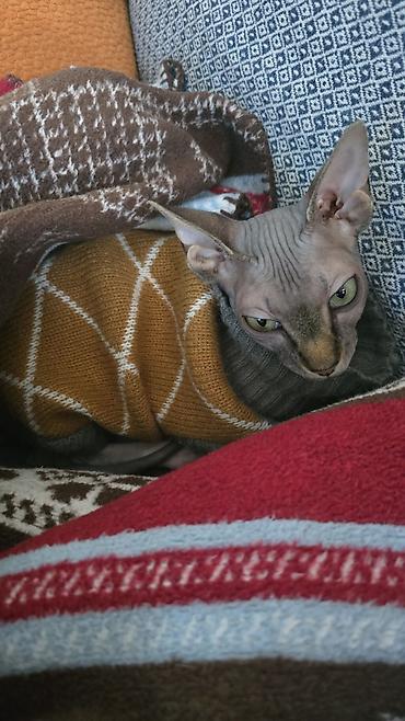 Pişiklər: Sfinks — 9