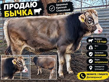 медогонку купить: Продаю | Бык (самец) | На откорм — 1