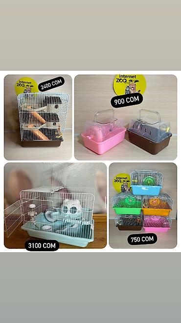 Хомяки: Продаются хомячки джунгарские, сирийские, ангорские пушистые хомячки — 18