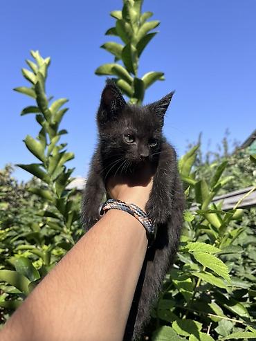 Котята домашние, помёт из нескольких малышей. Окрас: - полностью