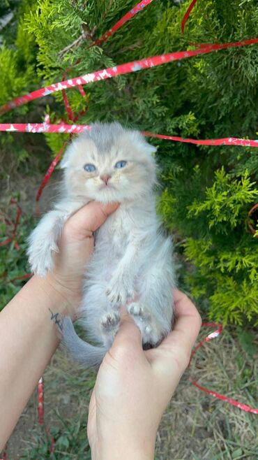 Pişiklər: Şotland yastı qulaq — 12