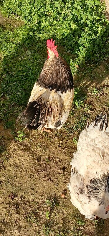 kend toyugu: Serebrist cavan xoruz satılır. Sağlam heyvandı. Saxlamağa yerim