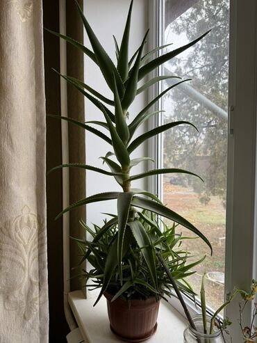 Денежное дерево: Крупные комнатные растения в горшках 1) Толстянка (денежное дерево) - — 8