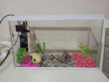 akvarium az: Akvaryum dəsti Sınıqı çatı yoxdu əla vəziyyətdədir hərşeyi var — 2
