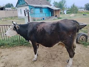 Продам с/х животных: Продаю | Корова (самка) | Полукровка | Для молока | Привязанные — 1