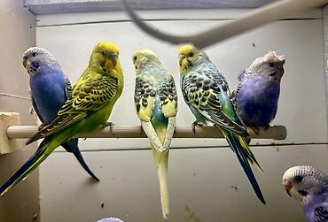 Птицы: Волнистые попугаи в комплекте с клеткой. Описание: - Яркие волнистые — 8