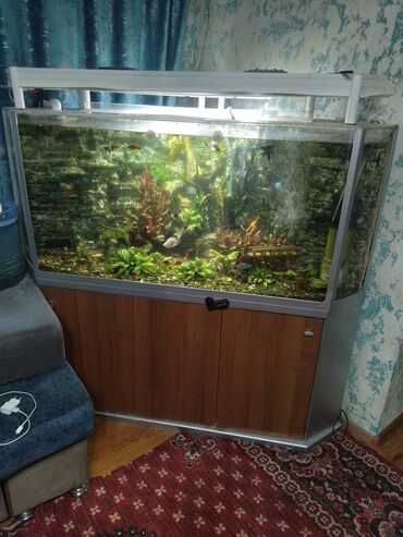 рыба продаю: Продаётся аквариум 500 литугловой, с рыбкамиосвещение, наружний