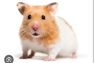 грызуны домашние: Продаю at lalafo.kg грызуны домашние: Продаю