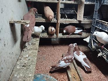 quşlar: Cürbəcür dekorativ göyərçinlər – kolleksiya üçün - Rənglər: ağ — 1