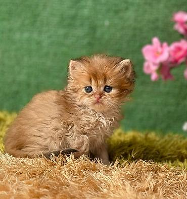 Pişiklər: Qızıl şinşilla, Erkək, Dişi, Yaxşı əllərə, Ünvandan götürmə, Pulsuz çatdırılma, Ödənişli çatdırılma — 8