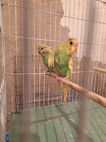 Tutuquşu Ata çex ana valnist son 2 bala iri quşlar olacaqlar. Dəst