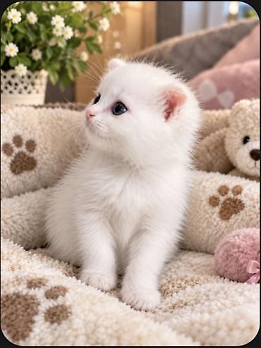 шотландский кот вислоухий: Британская короткошёрстная, 2 месяца, Девочка, Белый, Метис, Приучена к лотку — 3