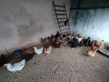 Toyuqlar: Toyuq, Damazlıq — 4