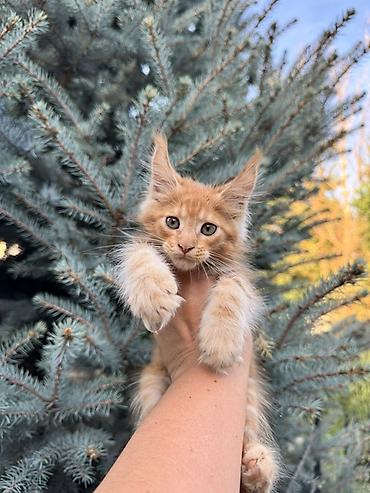котенок мейн кун: Породистый котёнок Мейн-кун, окрас рыжий (red classic tabby). На фото — 2