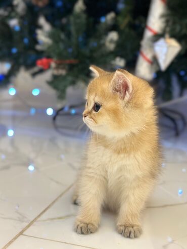 Pişiklər: Qızıl şinşilla, Erkək, Cütləşmə üçün, Pulsuz çatdırılma, Ödənişli çatdırılma, Rayonlara çatdırılma — 8