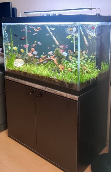 akvarium baliqlari adlari: Dördbucaq akvarium, Balıqlarla birlikdə, 130 l