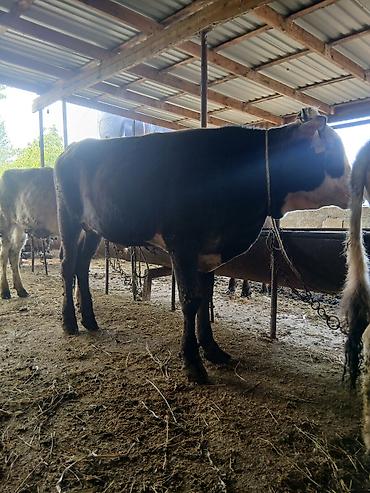 Dana, buzov: 3 erkək 2 dişi dana — 3