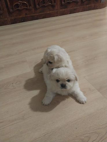 Другое: Ünvan Gəncə cinsi Pekines 38 günlükdür erkəy — 1