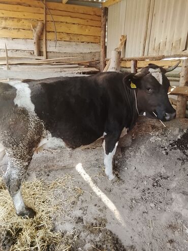 сколько стоит бенгальская кошка: Сатылат тез ара ичинде Жана башка бодо малдар бар данные номера lalafo.kg да сколько стоит бенгальская кошка: Сатылат тез ара ичинде Жана башка бодо малдар бар данные номера