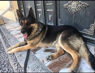 alman afcarkasi bala: 2 ay, Peyvəndli — 4