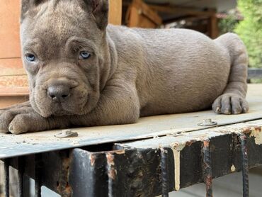 İtlər: Kane-Korso — 2