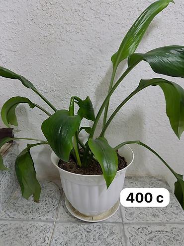 Спецодежда: Бул товарлар сатылат арзан баада жакшы качестводогу кийимдер at lalafo.kg — 18 Спецодежда: Бул товарлар сатылат арзан баада жакшы качестводогу кийимдер — 18