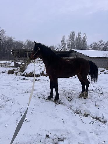Лошади, кони: Продаю | Жеребец | Полукровка | Для разведения | Племенные — 9