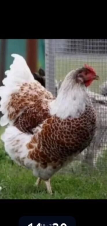 Xoruzlar: Tek 100 ayam zemani cut 200m .qap — 8