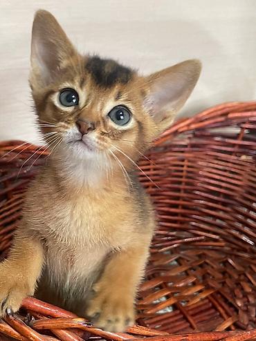 вет: Настоящие абиссинские котята! Домашний питомник с многолетним опытом — 5