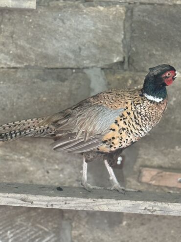 Xoruzlar: Xoruz, il: 1, Pulsuz çatdırılma — 10