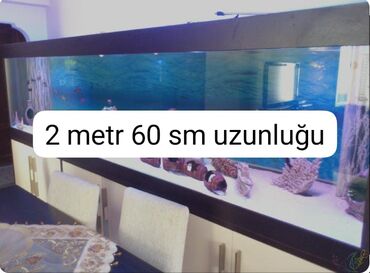 akvarium balıqlarının satışı: Salam uzunluğu 2 metr 60 sm hündürü 65 sm eni 55 sm akvarium yığıram