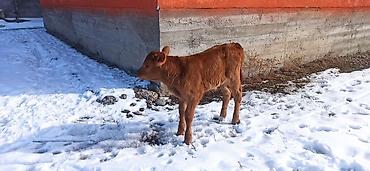 Коровы, быки: Продаю | Тёлка, Музоо, торпок | Для разведения, Для молока | Искусственник — 4