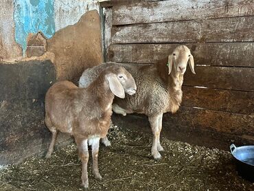 Бараны, овцы: Продаю | Овца (самка), Ягненок, Баран (самец) at lalafo.kg — 6 Бараны, овцы: Продаю | Овца (самка), Ягненок, Баран (самец) — 6